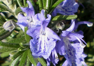 IMGP0337.jpg