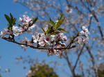 sakura00.JPG