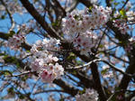 sakura01.JPG