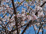 sakura02.JPG