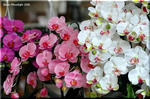 光触媒　造花「胡蝶蘭」