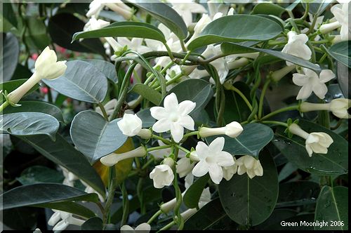 濃緑の葉　純白の花　香る「花嫁花」