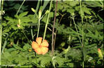 鮮やかな橙の穏やかな花　フシグロセンノウ