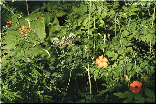 鮮やかな橙の穏やかな花　フシグロセンノウ