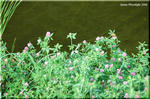役に立つ帰化植物　アカツメクサ（赤詰草)