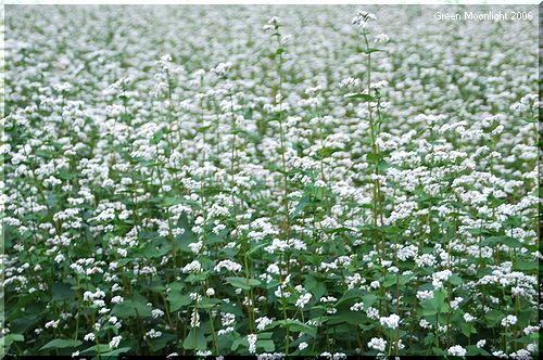 卓越した健康食品　ソバ(蕎麦)の白い花