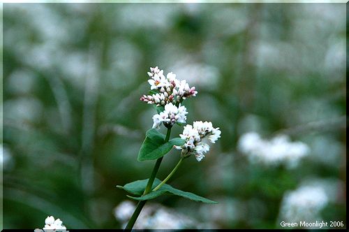卓越した健康食品　ソバ(蕎麦)の白い花