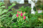 海岸の砂地に咲く日本の薔薇　ハマナス