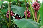 上を向いて咲き稔る赤い皮のバナナ