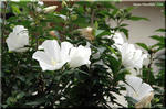 長い花期を楽しむ有用な庭木　ムクゲ