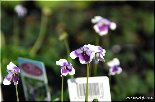 蔦に小さな紫の花を付ける　ヘデラケア