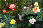 ほのかに香る 色鮮やかな 秋バラ(薔薇)