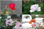 ほのかに香る 色鮮やかな 秋バラ(薔薇)
