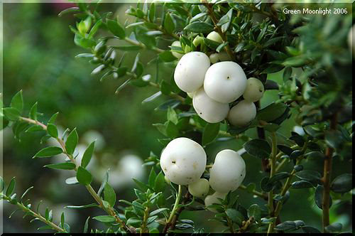 洒落た流通名「真珠の木」ペルネッティア
