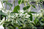 夏白くなる「初雪草」は冬枯れる一年草