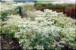 夏白くなる「初雪草」は冬枯れる一年草