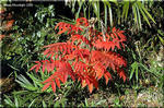 最も鮮やかな紅葉　ヤマハゼとハゼノキ