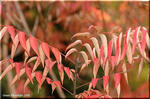 最も鮮やかな紅葉　ヤマハゼとハゼノキ