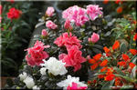 ソフトかつ鮮やか　多彩な花を咲かせるアザレア