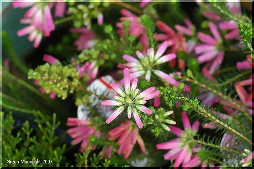 かわいらしいピンクの筒咲きエリカ　リンカンヒース