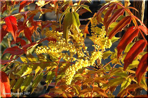 早春の庭を豪華に彩る黄金色の花　マホニア・チャリティ