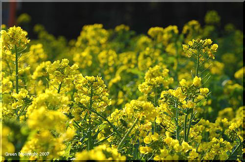 明るい４枚の黄色い花びら　菜の花？ 油菜？ 菜種？