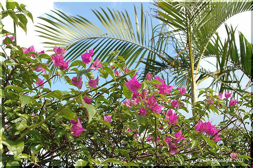 熱帯雨林を象徴する情熱色の花　ブーゲンビリア
