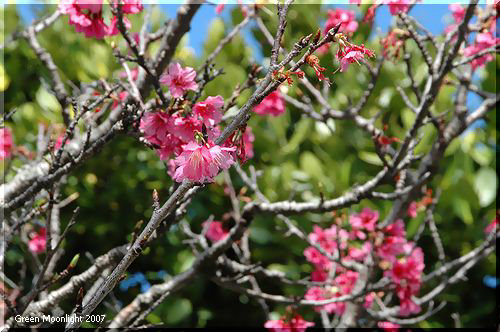 沖縄で「桜」と言えば寒緋桜（カンヒザクラ）でしたね