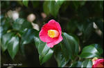 日本人の好みに合う「椿」の花　潔く散ってみせます