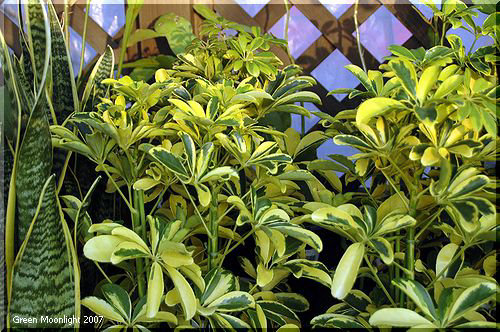 魅力的な観葉植物 ホンコン・カポック 'ハッピーイエロー'