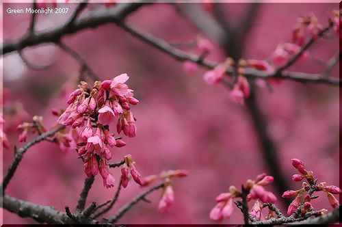 目を惹きつける濃い紅色の桜花　カンヒザクラ(寒緋桜)