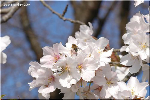 ソメイヨシノの片親で桜餅の葉と言えば　オオシマザクラ
