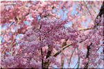枝振りが日本人好み？　大事に育てられている　しだれ桜