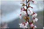 小さめで個性派のマメザクラ(豆桜)は富士山が大好き