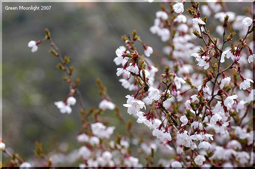 小さめで個性派のマメザクラ(豆桜)は富士山が大好き