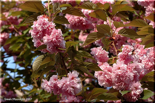 豪華絢爛！　葉と同時にたくさんの花を咲かせる八重桜