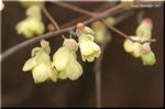 細い枝にクリームイエローの花が垂れる　ヒュウガミズキ