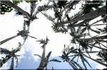 ジャングルにそびえる孤高の樹 ヤエヤマヤシ(八重山椰子)
