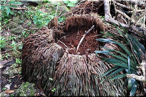 ジャングルにそびえる孤高の樹 ヤエヤマヤシ(八重山椰子)