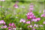 明るい青空に似合う紅色の花　有用植物レンゲ(ゲンゲ)