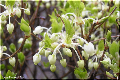 白いベル状の花を下向きに咲かせる　ドウダンツツジ