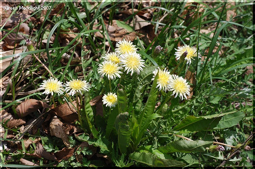立ち性で品のある白い花を咲かせる　シロバナタンポポ