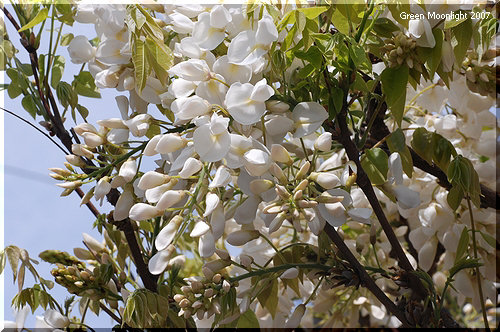 穏やかな芳香を放つ 輝くような品の良い房の白花　藤