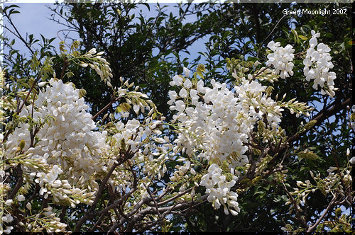 穏やかな芳香を放つ 輝くような品の良い房の白花　藤