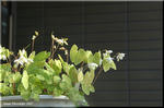 慎ましやかに白い花を付ける バイカイカリソウ(梅花錨草)