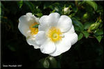 美しい花にはスゴい棘がある　サンショウバラ(山椒薔薇)