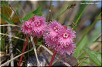 鮮やかなピンクの不思議な花　区別が難しいコイワカガミ