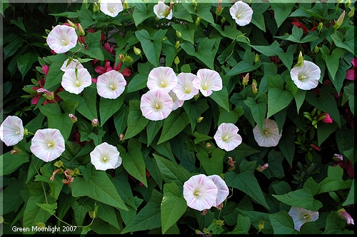 繁殖力と生命力の強さがにじみ出るコヒルガオの小さな花
