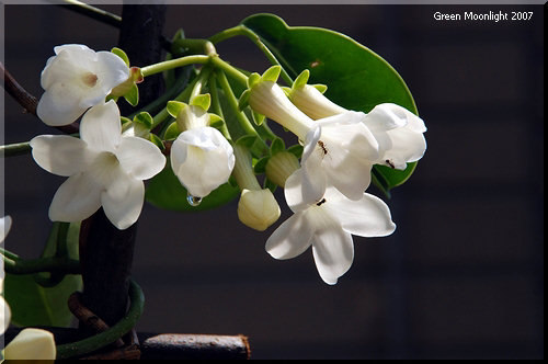 蟻も大好きな輝く白い花の芳香 マダガスカル・ジャスミン