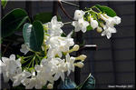 蟻も大好きな輝く白い花の芳香 マダガスカル・ジャスミン